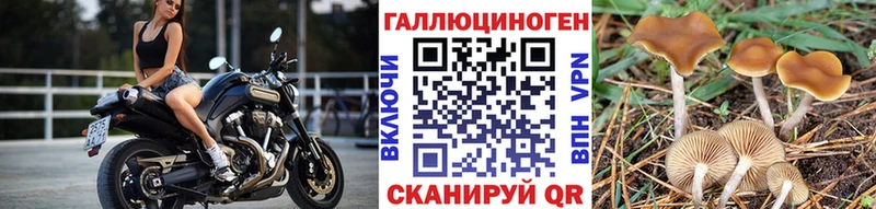 Галлюциногенные грибы Psilocybe Билибино